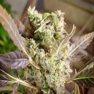 Семена конопли Somango Feminised